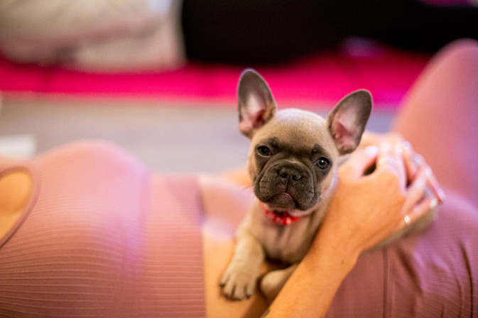Zenful Paws: Harmonising Yoga Experience with Adorable Puppies